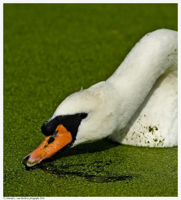 Fotografie