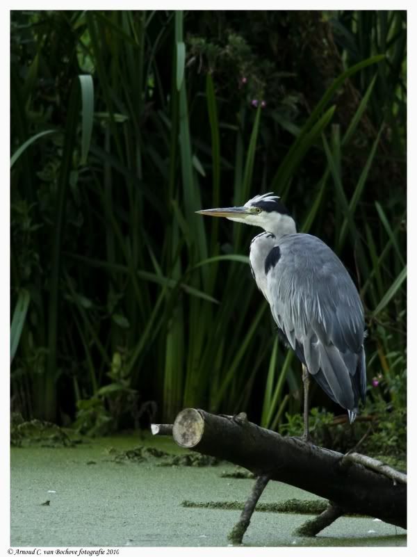 Fotografie