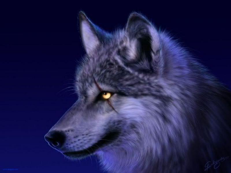 Indigo Wolf