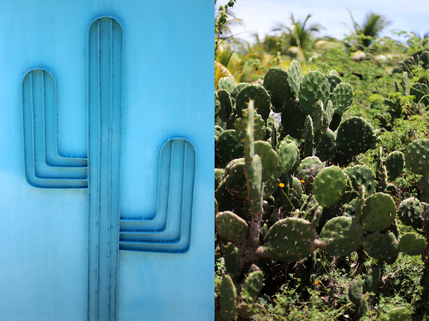 photo cactus cacti in mexico_zpsseqtbdpt.png