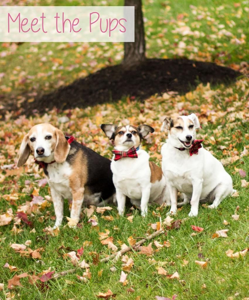 photo MeetPups2_zps21586319.jpg