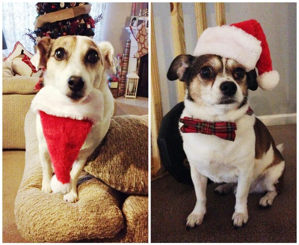 photo puppiessanta_zpsb0f585ec.jpg