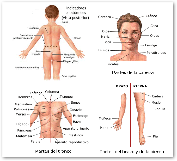 Humano Humano