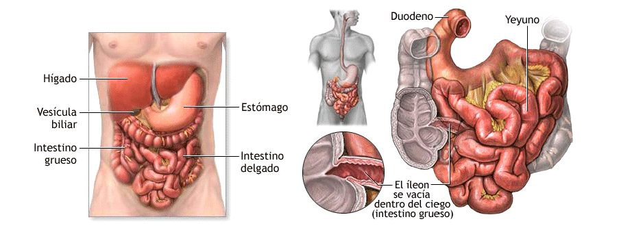 cuerpo cuerpo