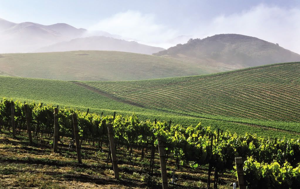 Paso Robles Vineyard Paso Robles