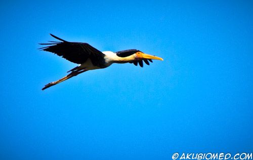 migrasi burung bangau di malaysia