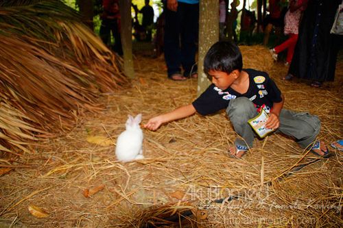 Abang Ngah hulur makanan kepada arnab Abang Ngah hulur makanan kepada arnab