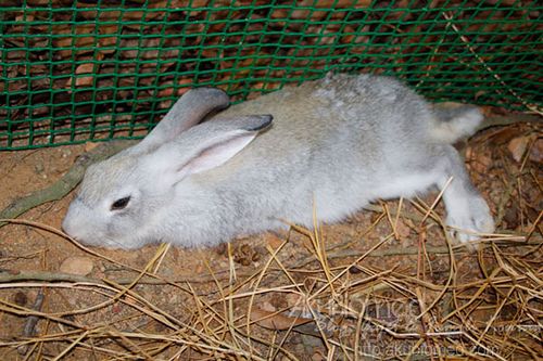 Arnab berbulu kelabu