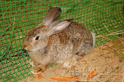 arnab berbulu cokelat