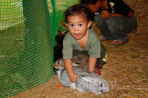 Baby Aslah cuba mendukung arnab Baby Aslah cuba mendukung arnab