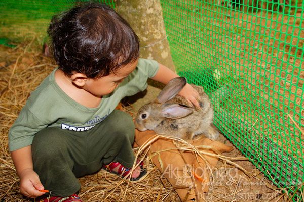 baby aslah main arnab baby aslah main arnab