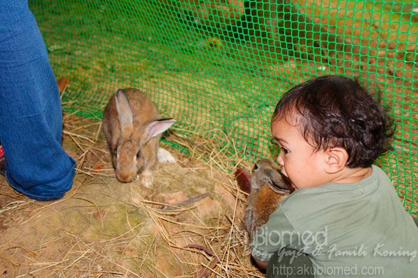 baby aslah main arnab baby aslah main arnab