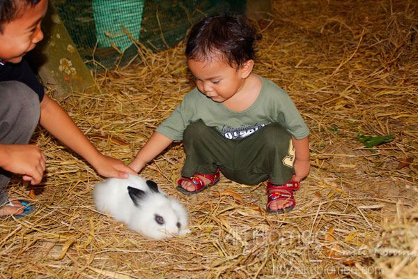 baby aslah main arnab baby aslah main arnab