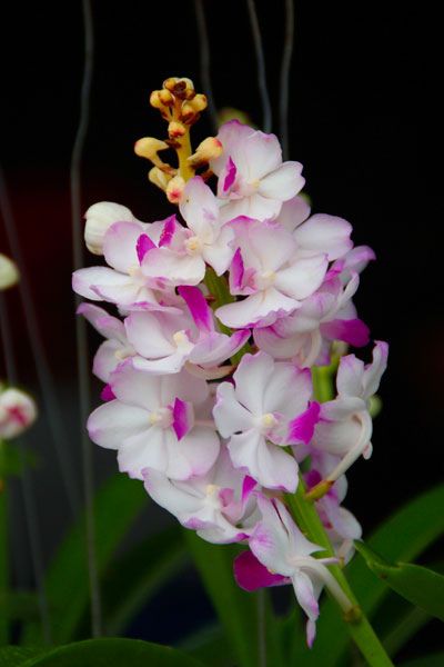 bunga orkid putih