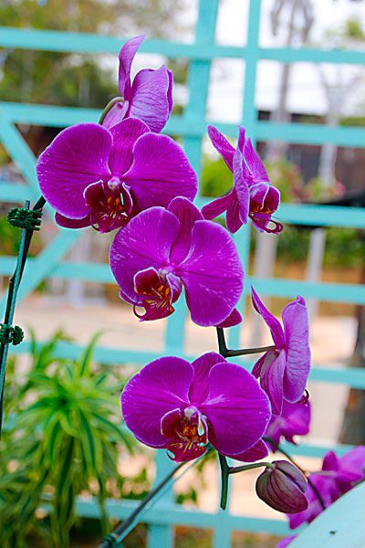 bunga orkid ungu