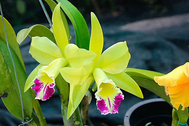 bunga orkid kuning