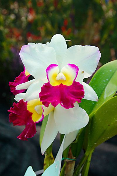 bunga orkid putih