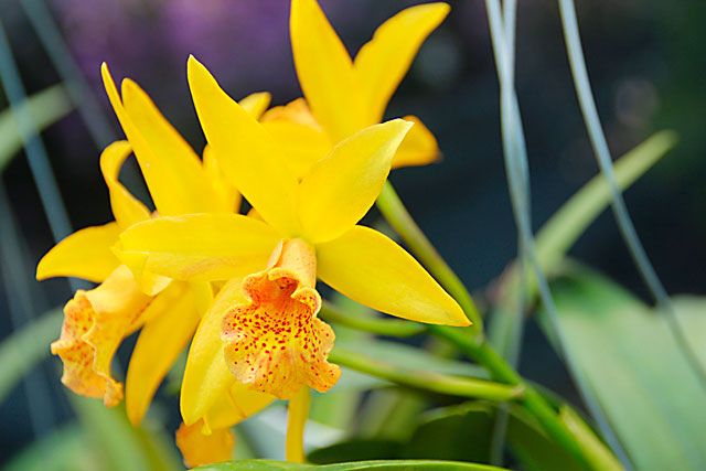 bunga orkid kuning