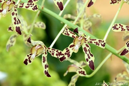bunga orkid
