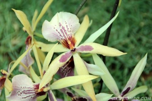 bunga orkid