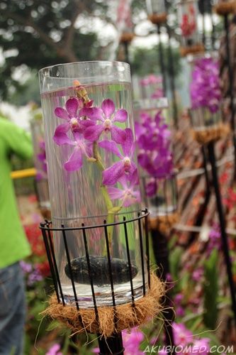 pameran bunga orkid