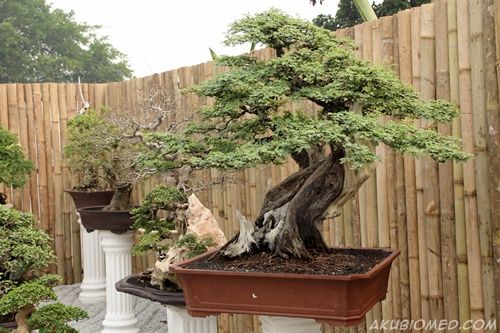 pokok bonsai