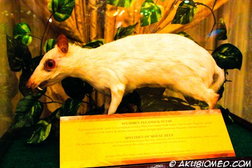 Spesimen pelanduk putih