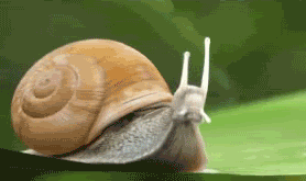 snail photo: Snail Snail.gif