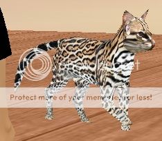 ocelot pet cat anim lion tiger wildcat