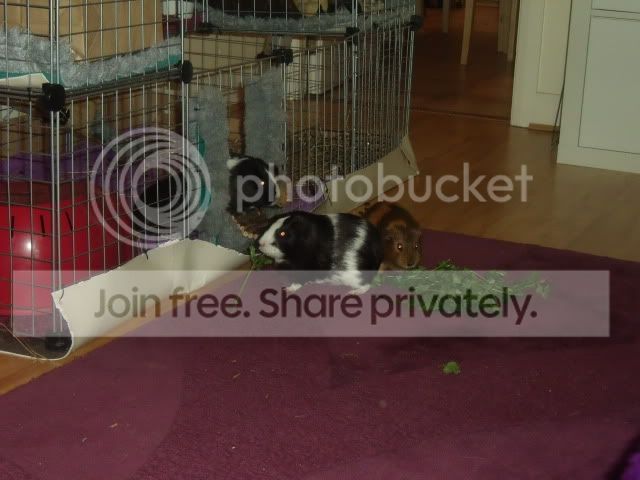 DSCF8005.jpg