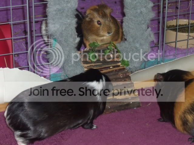 DSCF8020.jpg